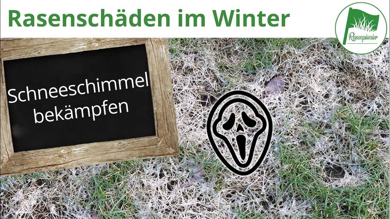 Rasenschäden im Winter | Schneeschimmel bekämpfen (Was tun um ihn zu beseitigen - Gegenmaßnahmen)