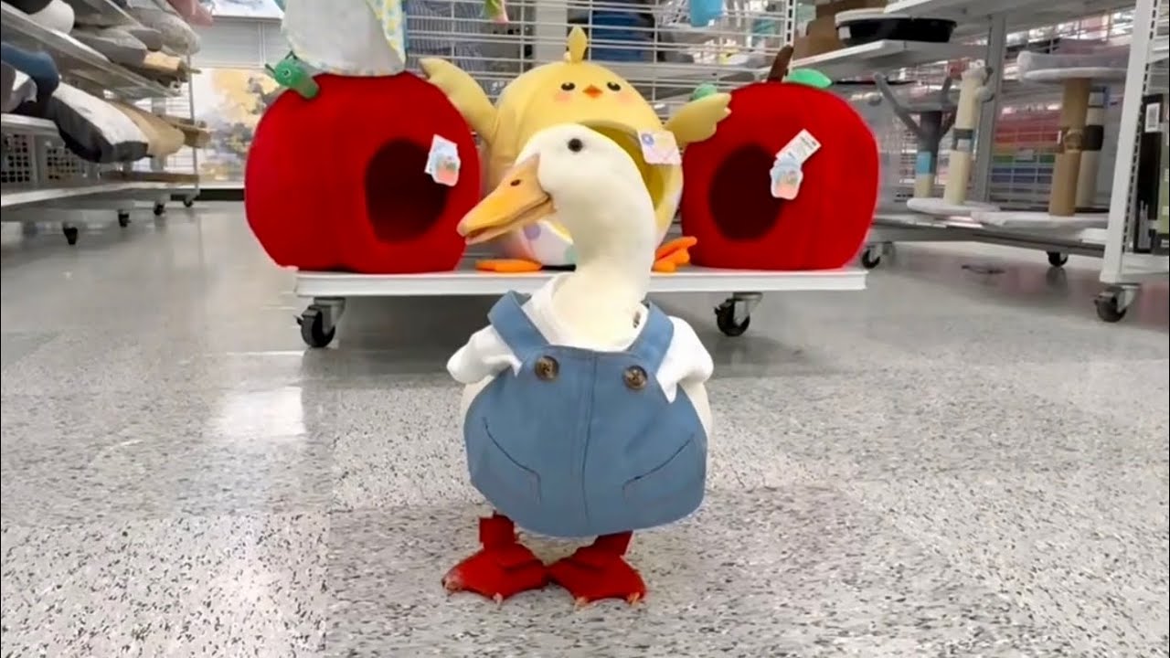 I took my duck to Ross Dress For Less