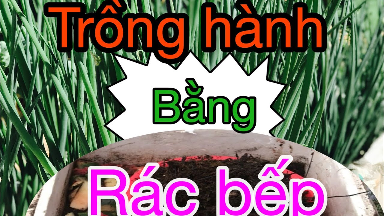 #39 TRỒNG HÀNH BẰNG RÁC BẾP TRONG THÙNG XỐP