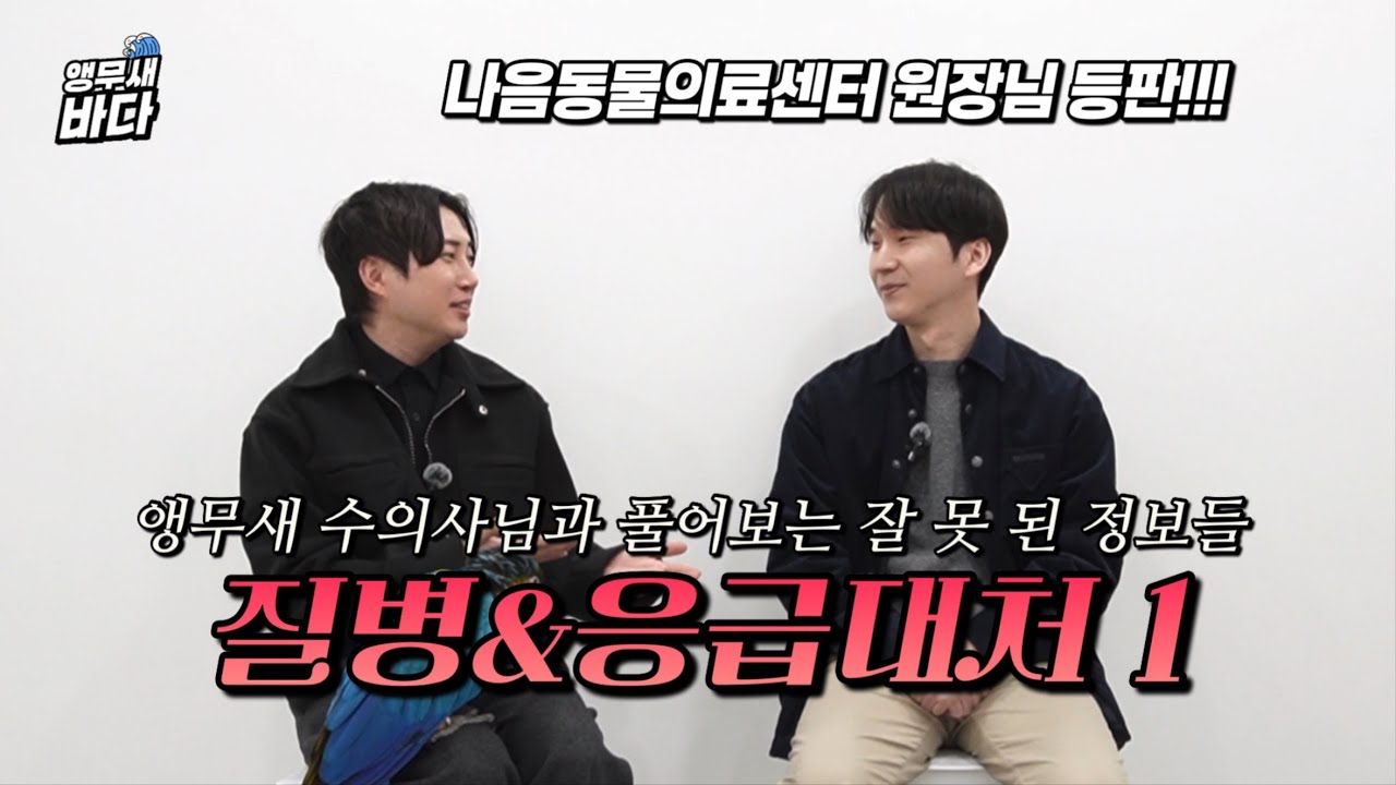 [전문가인터뷰] 앵무새 수의사님과 질병&응급대처 방법들! 인터넷에 잘 못 된 정보들 정리 완료!