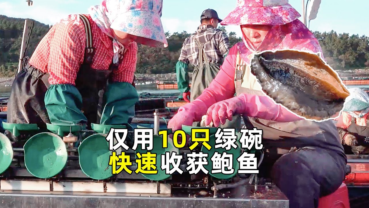 鲍鱼养殖：养殖成本低，1根海带就能吃10天，售价却很贵！