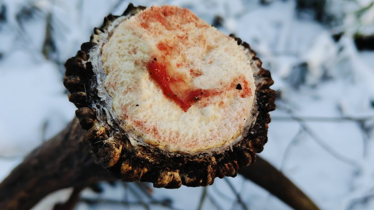 Jeden  zrzut podniesiony a z drugim łosiek postanowił jeszcze pochodzić 🫎🌲🌳🌲