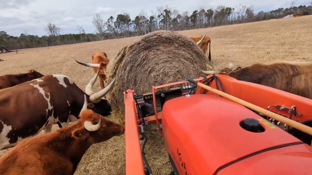 Feeding the cows a new bail of hay.