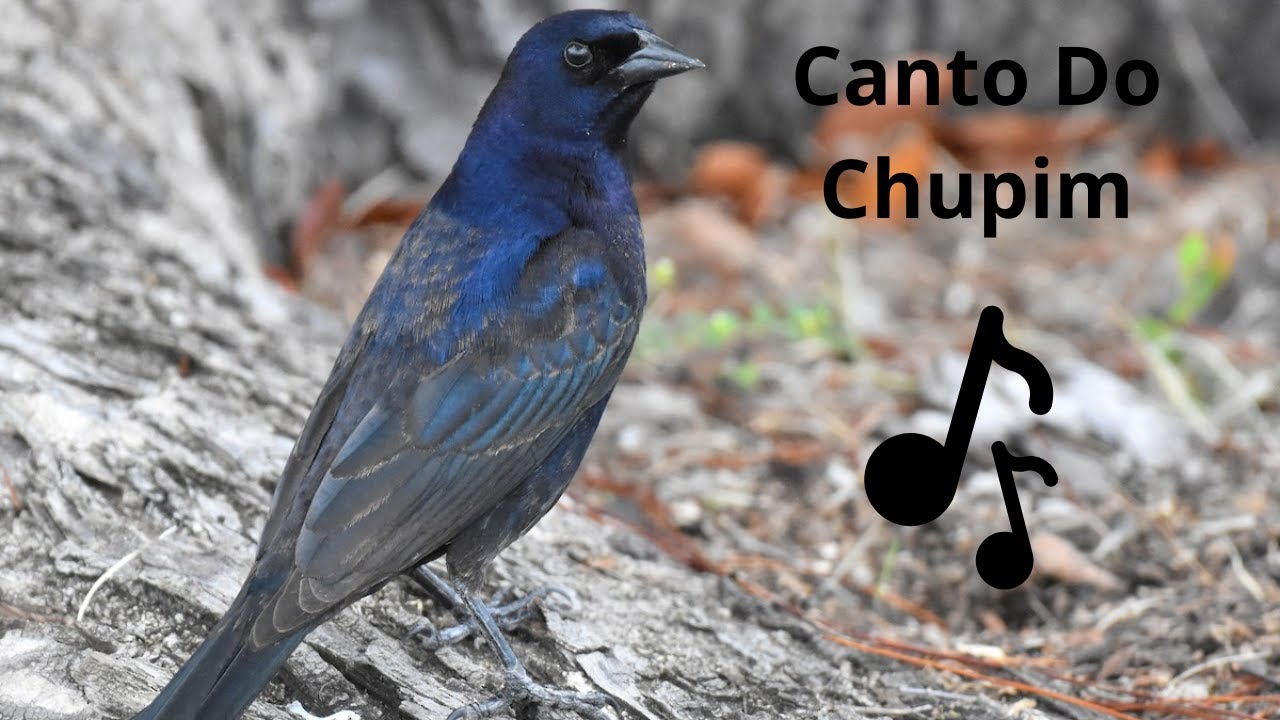 Canto do Chupim  Molothrus Bonariensis 🐦🐦