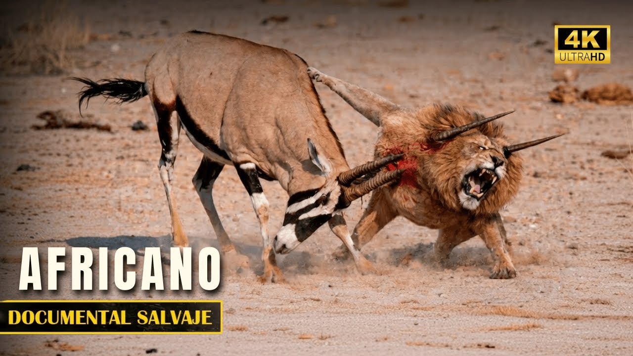 El Gigante de la Sabana Africana que Desafía el Trono del León | Big Five