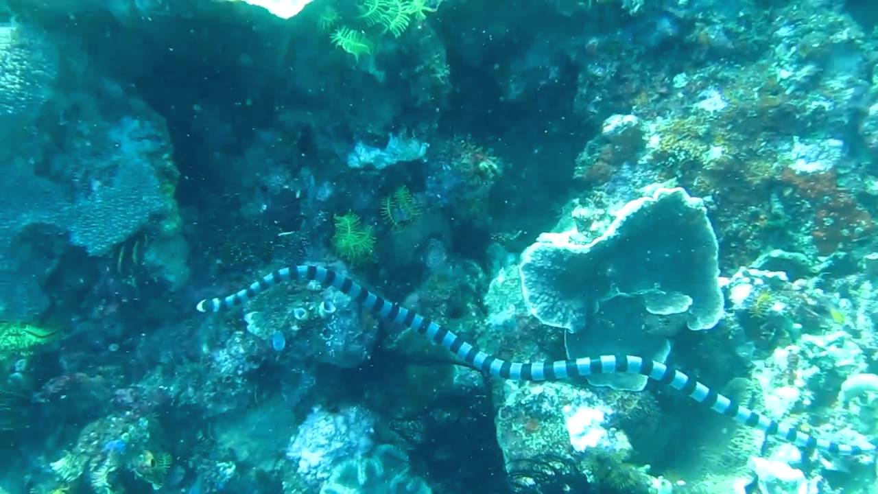 Banded Krait Sea Snake Hunting Fish - Deadly Venomous Snake!!!