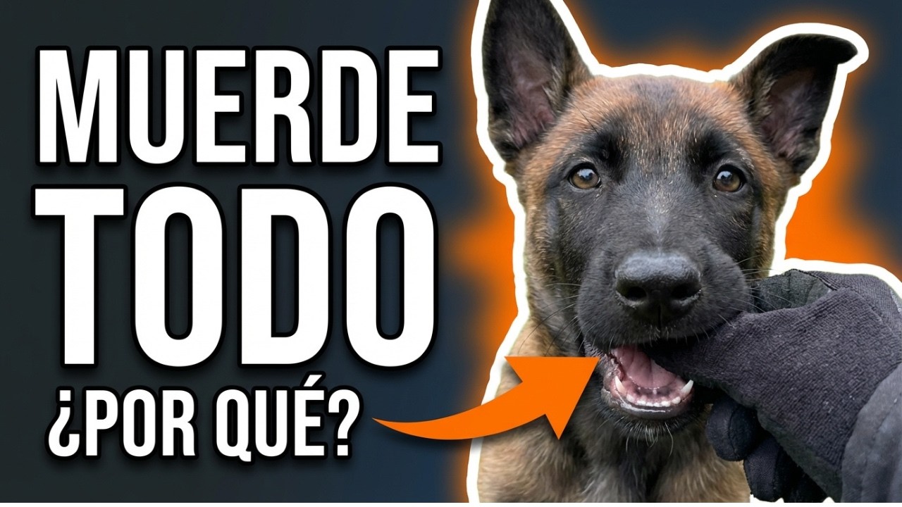 Mi Cachorro muerde TODO: por qué pasa y cómo pararlo SIN castigos
