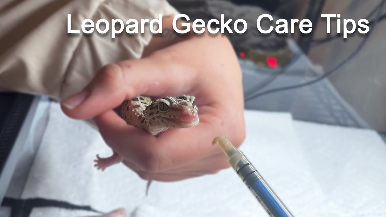 How To Syringe Feed Your Leopard Gecko