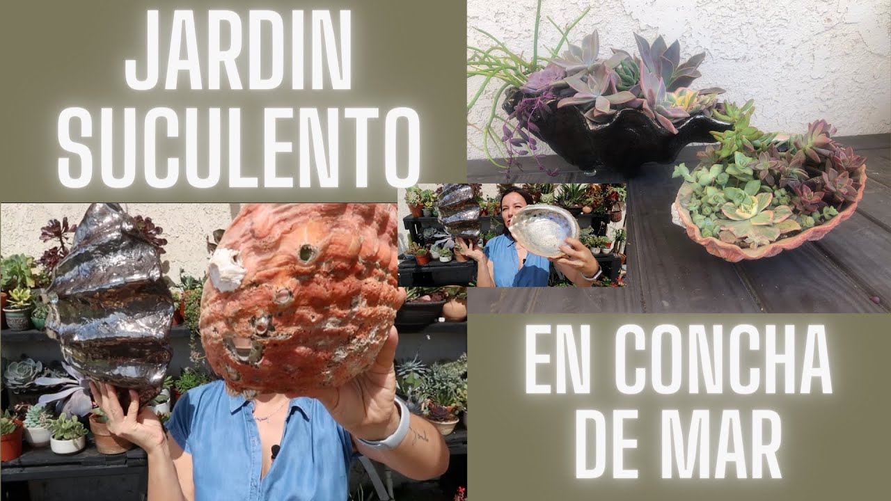 jardin suculento en concha de mar