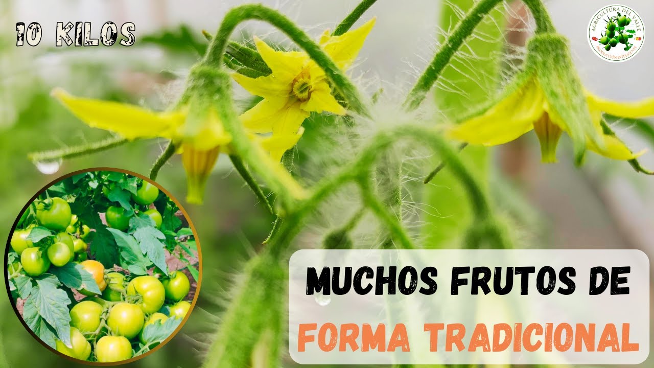 El 77% de tus tomates no crecen lo suficiente por esto - Método Probado