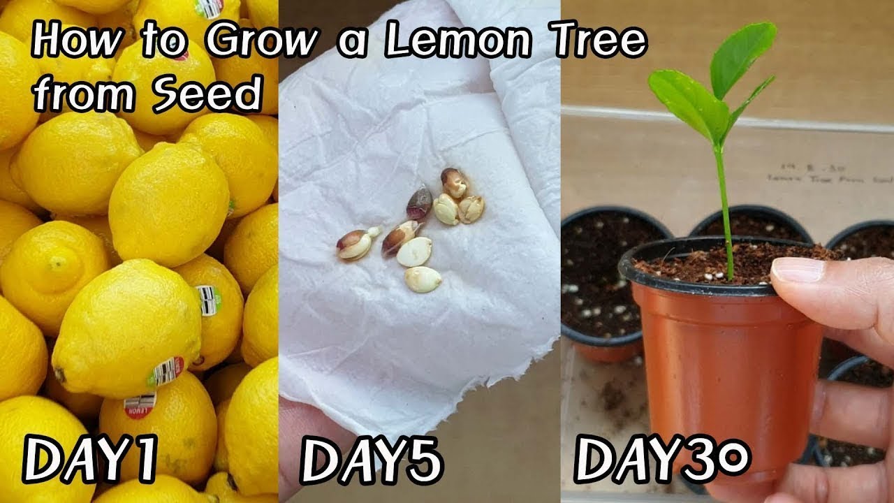 You've Been Planting Lemon Seeds WRONG! (100% Germination Trick) #growagarden #lemontree #garden