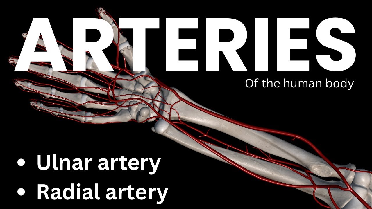 Ulnar artery and Radial artery | Learn the arteries of the human body