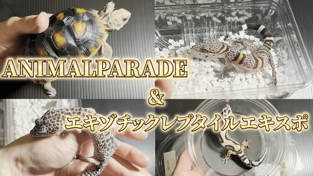 2つのイベントで販売するおすすめ生体を紹介します