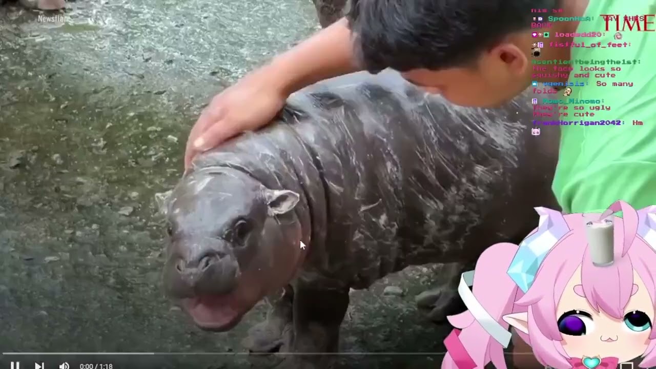 Chibidoki really likes Moo Deng the hippo