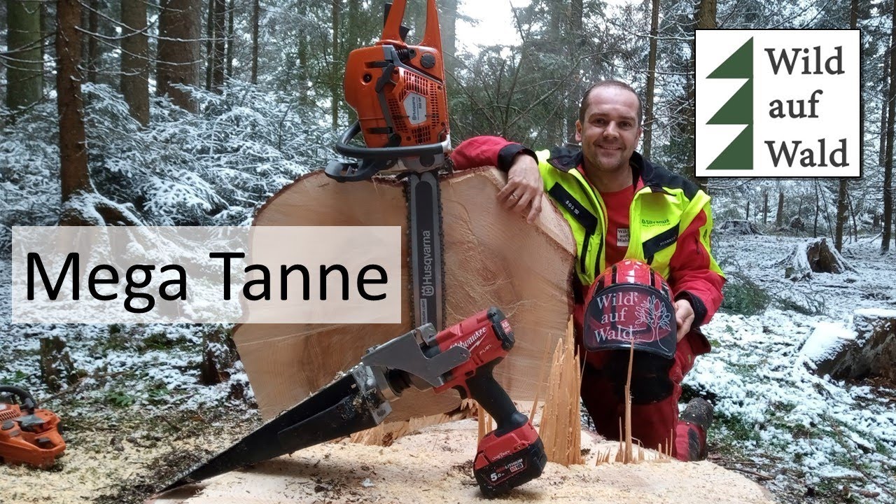 🌲Große Tanne fällen mit Husqvarna 592 XP und FallFast #wildaufwald