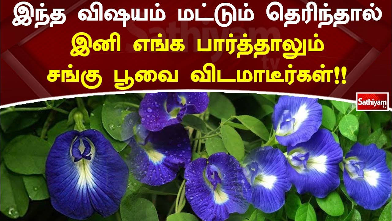 இந்த விஷயம் மட்டும் தெரிந்தால் இனி எங்க பார்த்தாலும் சங்கு பூவை விடமாடீர்கள்!! | Web Special