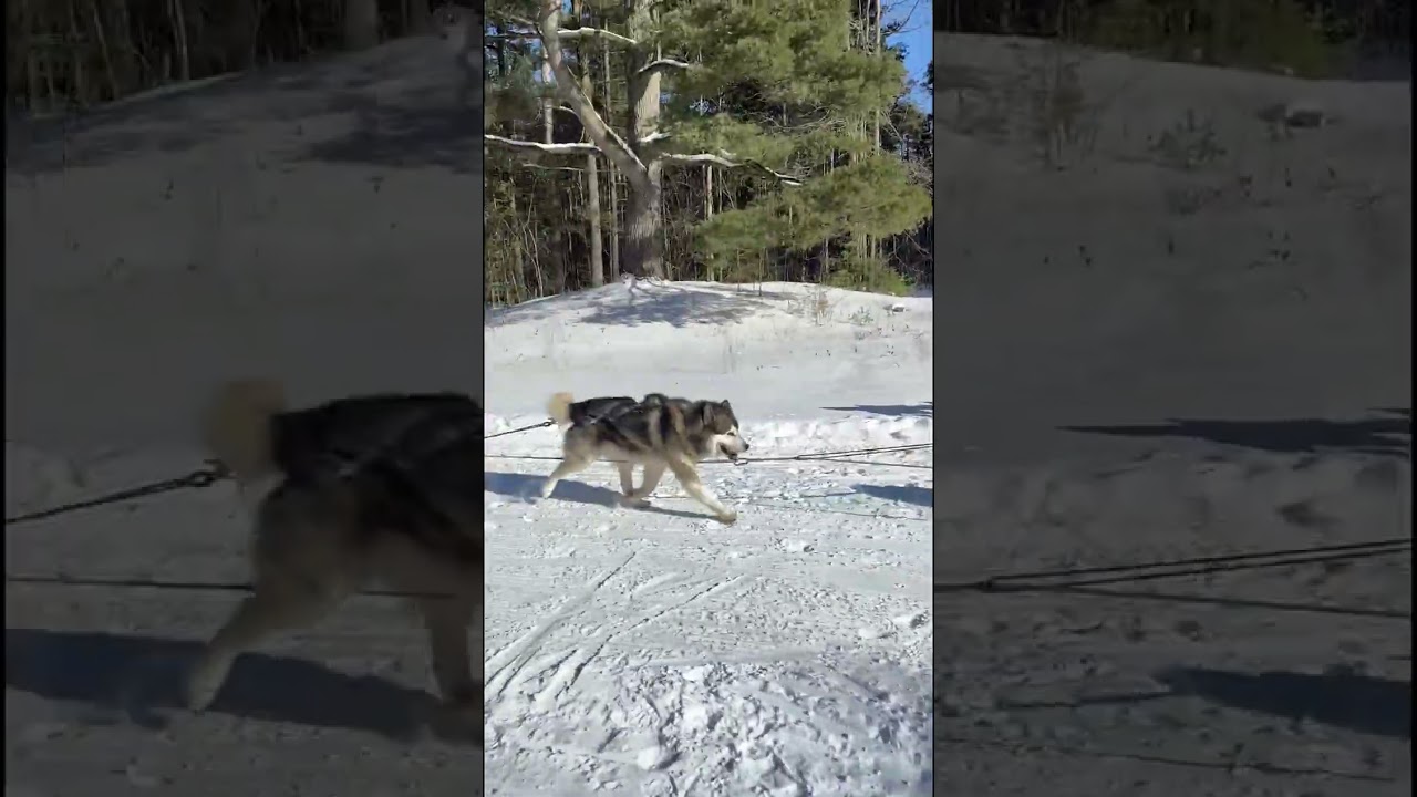 Musher Martin Great British Explorer In -25 Celsius Drives his Sled dog Team