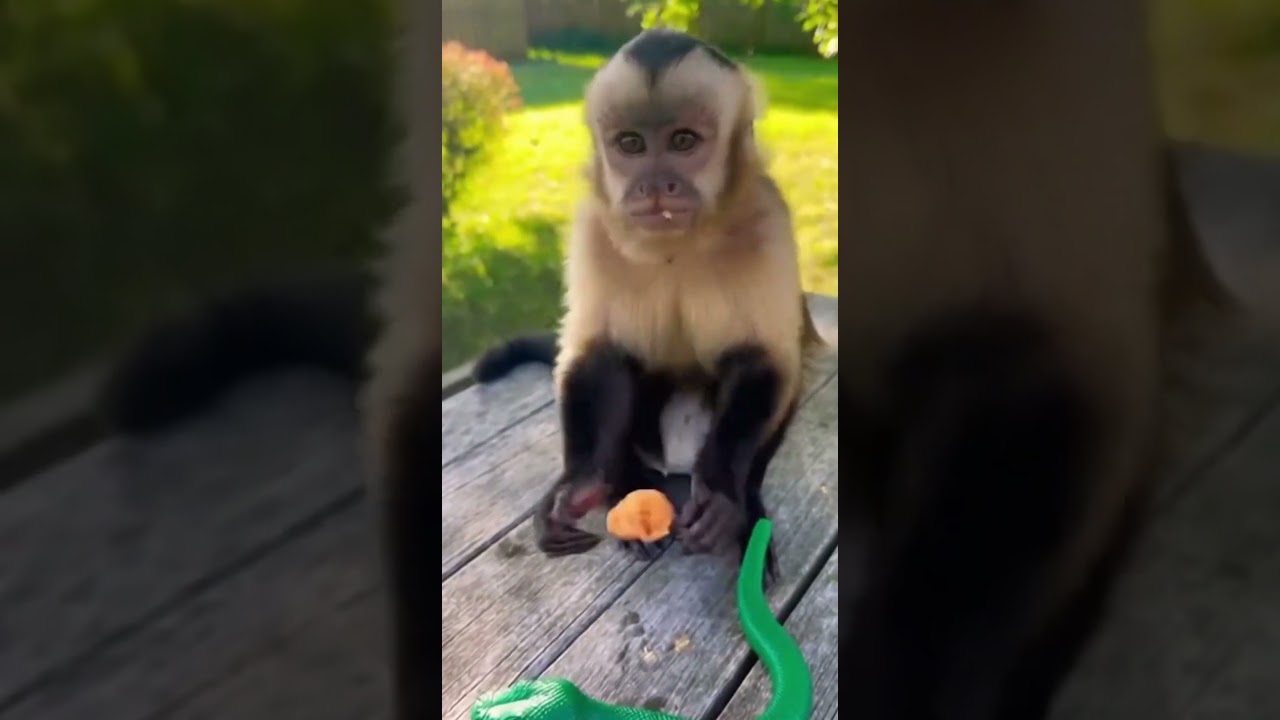 Monkey vs Fake Snake! 🐍😱 Hilarious Reaction | مقلب الثعبان في القرد