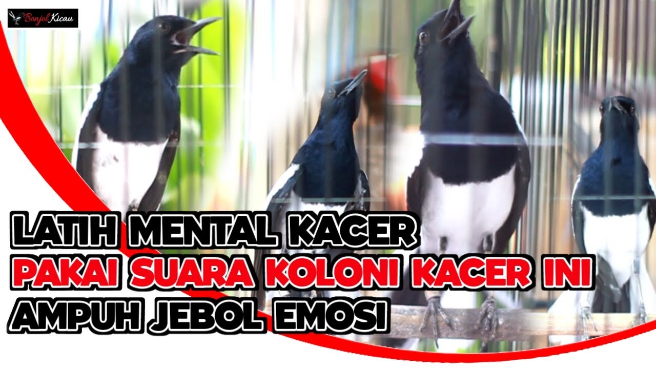 SUARA KOLONI KACER INI COCOK UNTUK JEBOL EMOSI KACER YANG KURANG MENTAL FIGHTER - BONJOL KICAU