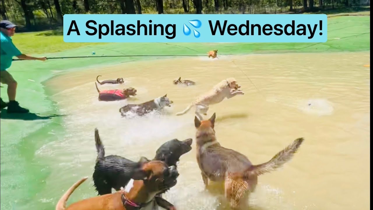 It's a picture-perfect summers day☀️👌🐕