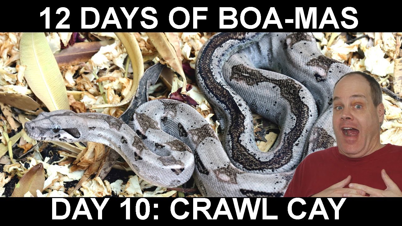 12 Days of BOA-MAS Day 10: Crawl Cay Boa