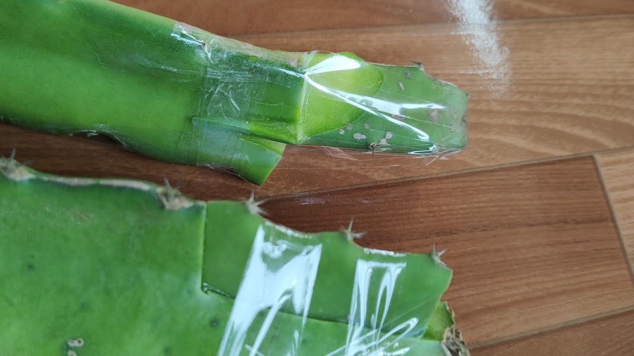 Enxerto de pitaya (parte 01)