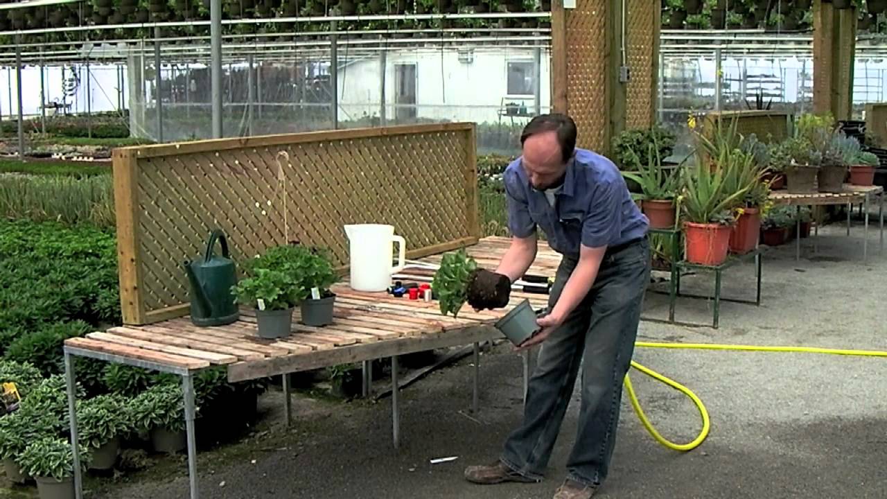 Watering 101