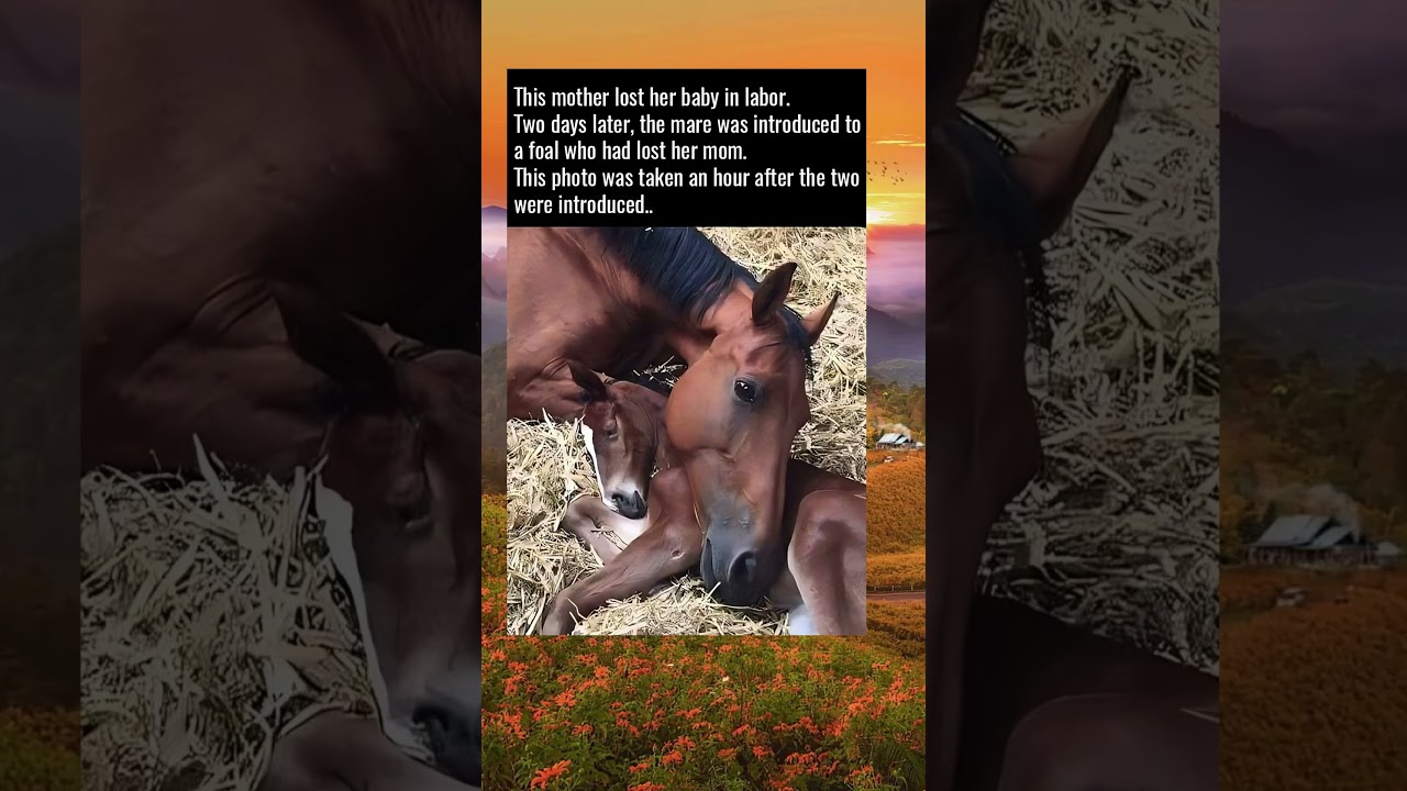 Baby Horse Who Lost Her Mother Gets Introduced To Mare Who Lost Her Baby