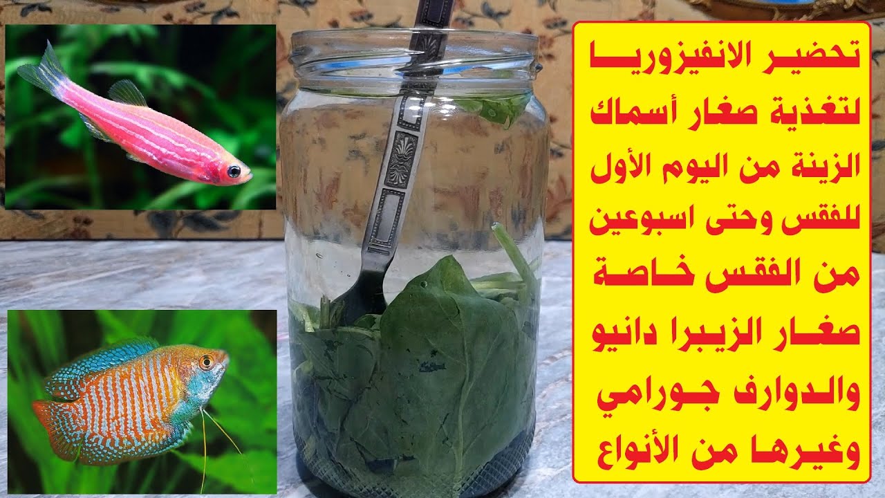 تحضير الانفيزوريا لاطعام زريعة اسماك الزينة .. HOW TO MAKE INFUSORIA FOR FISH FRY