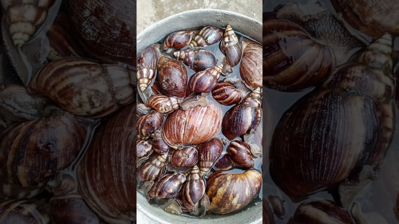 comment pr&eacute;parer les escargots