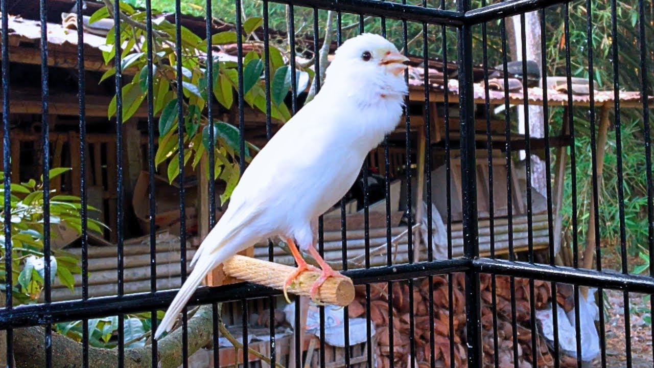 Belgian Canary Singing - Doesn't Your Canary Sing? Put This On, HE Will Sing a Lot
