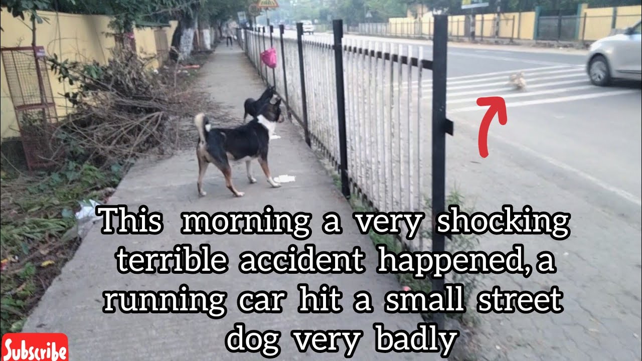 This morning a very shocking terrible accident happened, a running car hit a small street dog