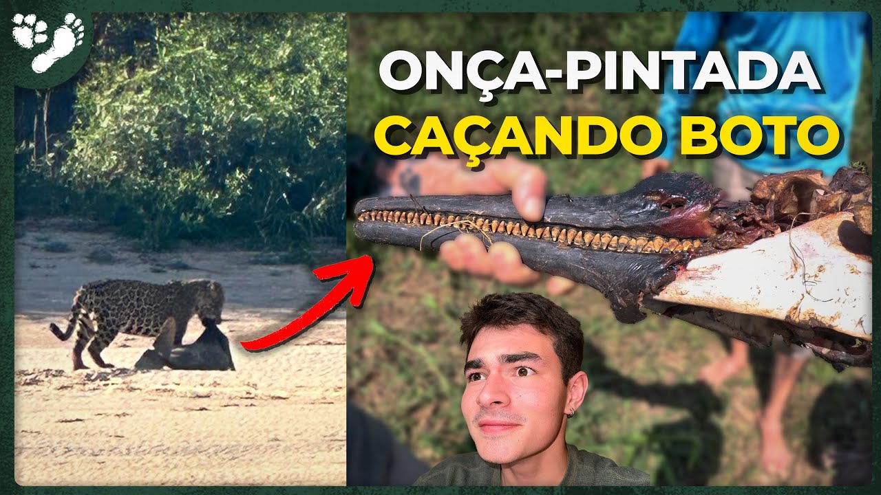 ENCONTRAMOS RESTOS DE UM BOTO CAÇADO POR ONÇA-PINTADA! | TIAGO JACOMO
