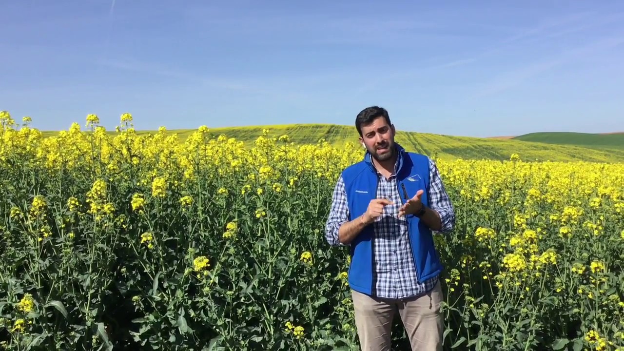 Floración de la colza: todo lo que necesitas saber
