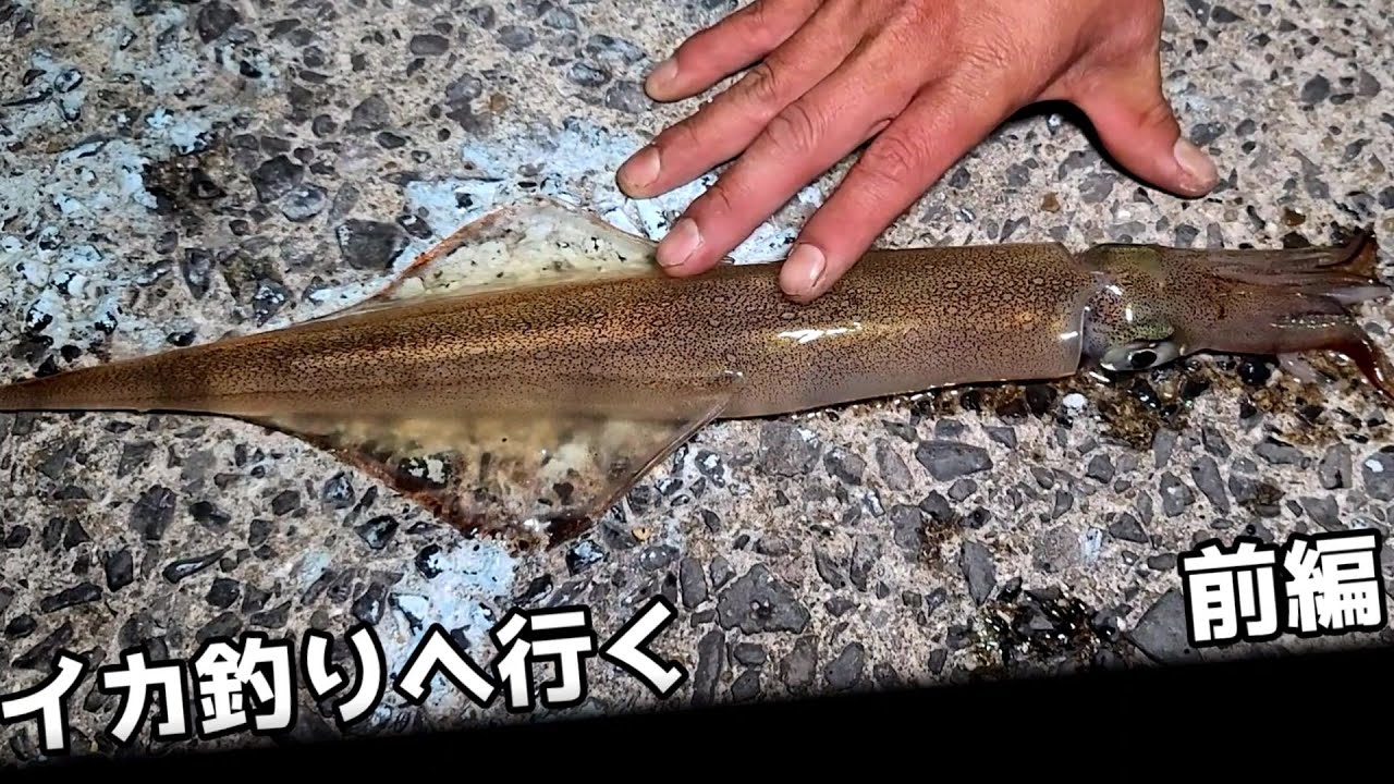 【イカ釣り】【ヤリイカ】【呼子朝市】前編。