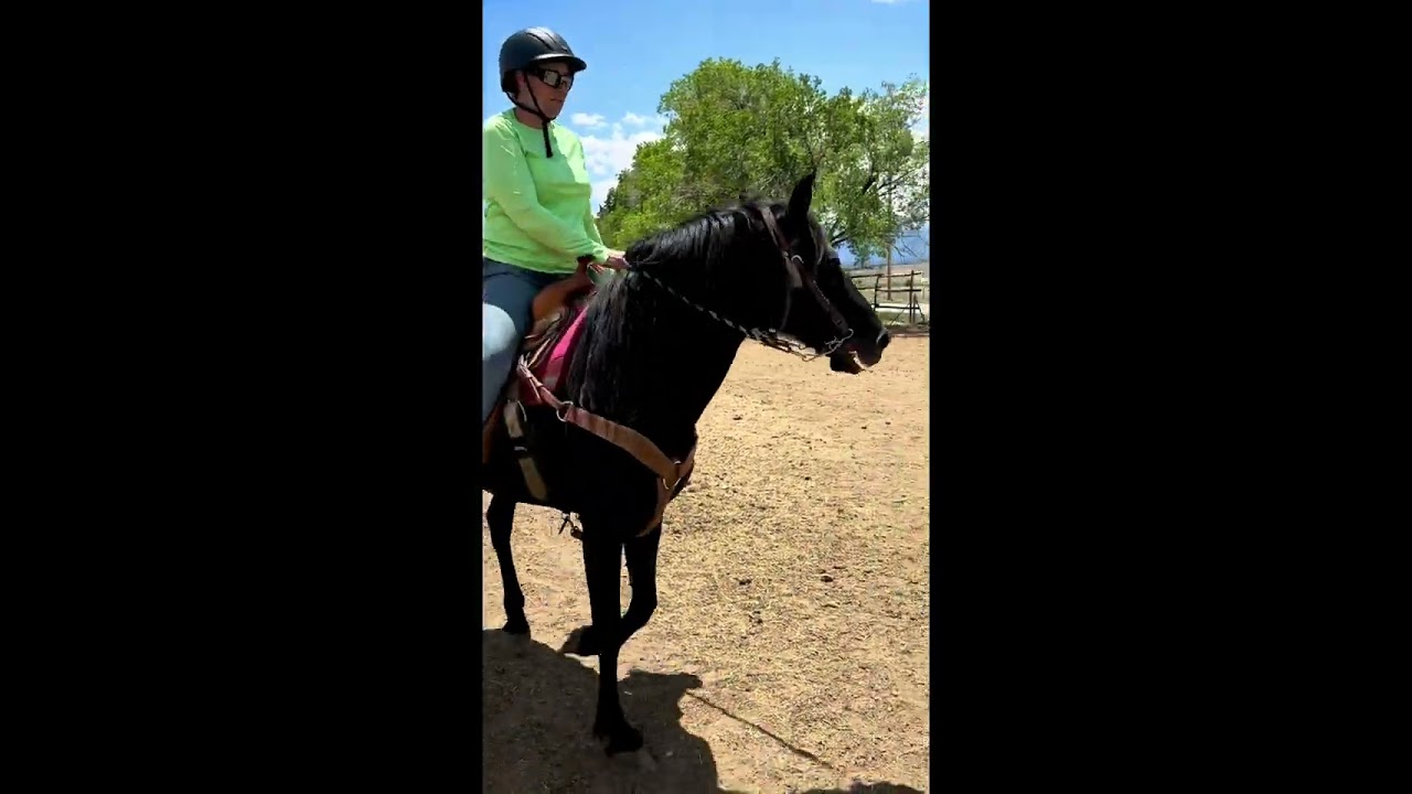 Moe 15 year old gelding 