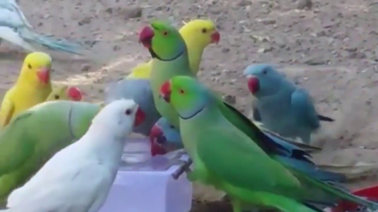 محمية طيور | ببغاء الدرة 🐥