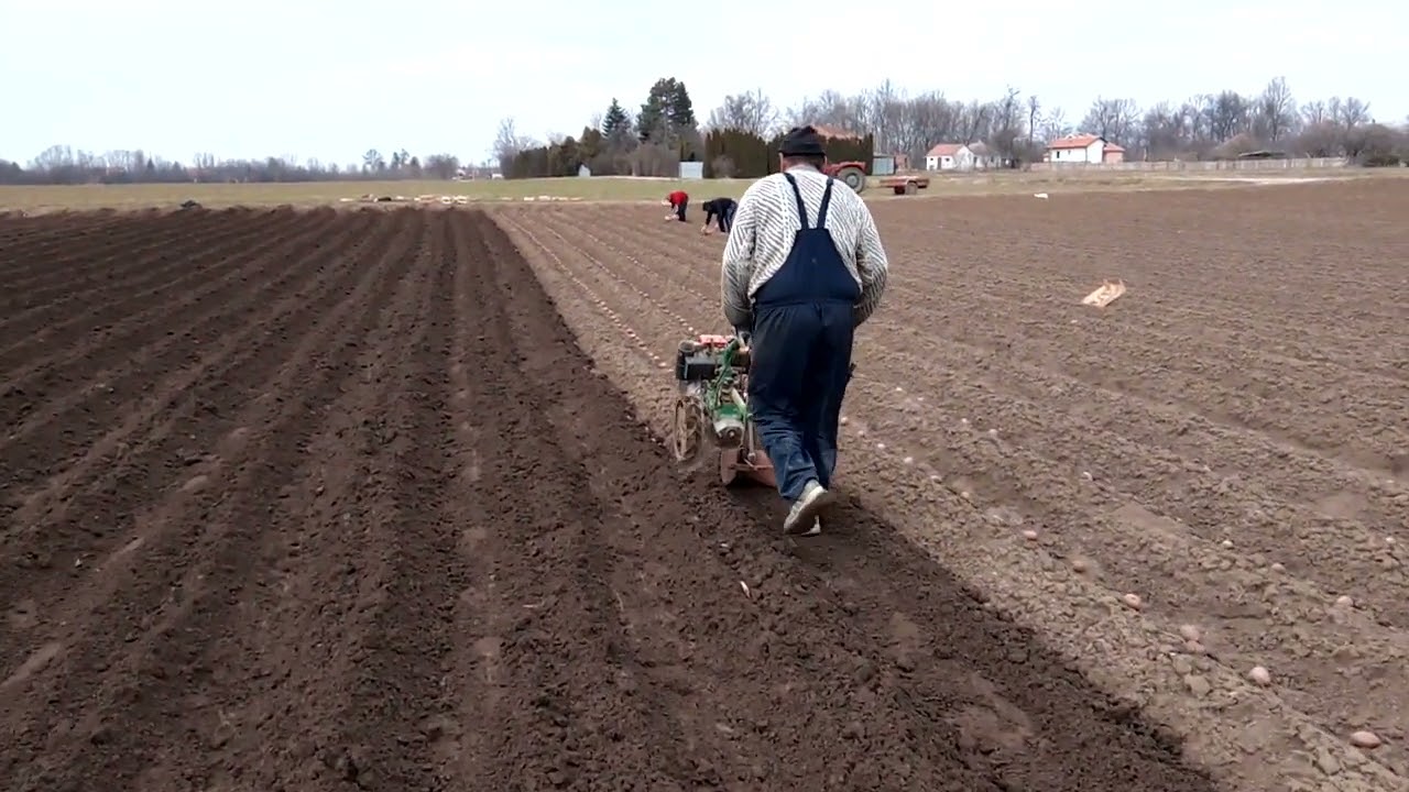 Sadnja ranog krompira u februaru