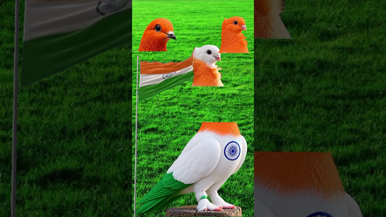 15 August 2026 🫡happy independence day #15august #edit #video #pigeon #kabutar ##tending #shorts ❤️