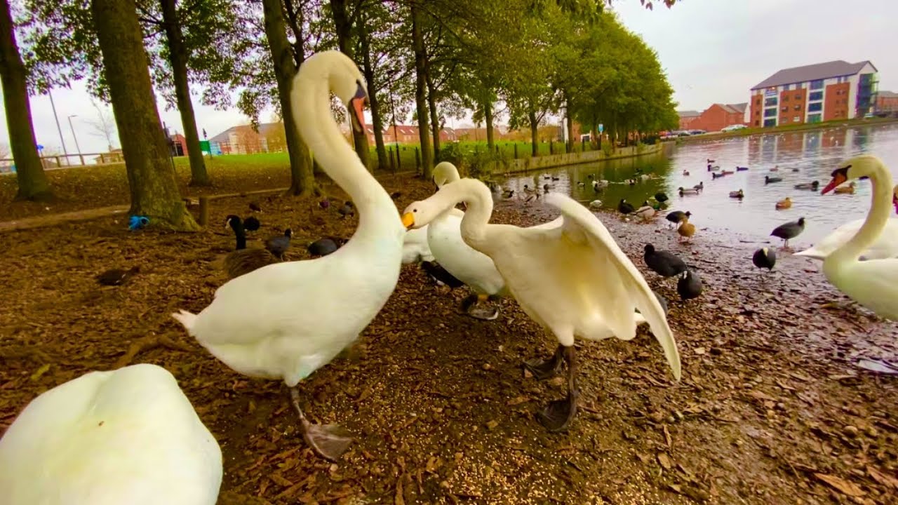 💪🏼🦢Mute Swan v Whooper Swan 🦢💪🏼
