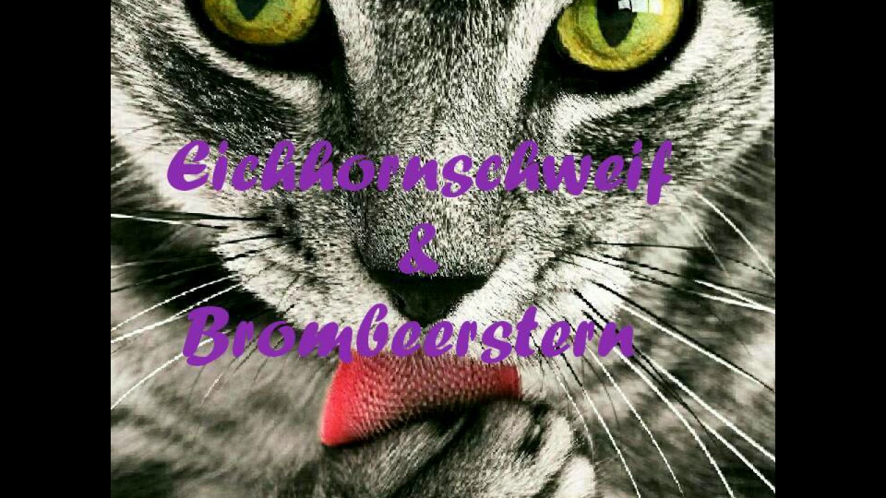 ❤Die Geschichte von Brombeerstern & Eichhornschweif❤