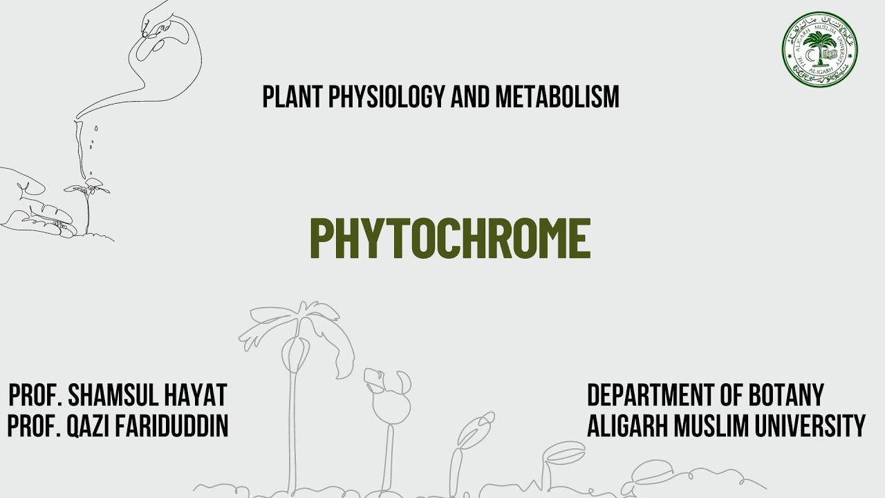 Phytochrome
