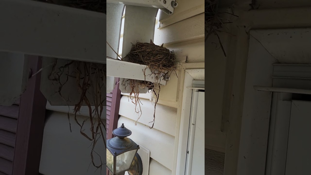 Robin Attack #birds