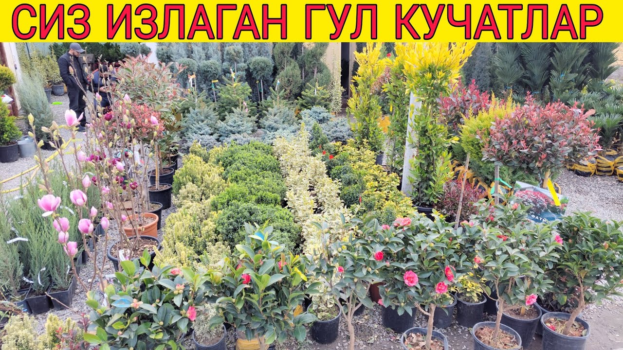 ГУЛ КУЧАТЛАР БОГИДАН ВИДЕО 2026