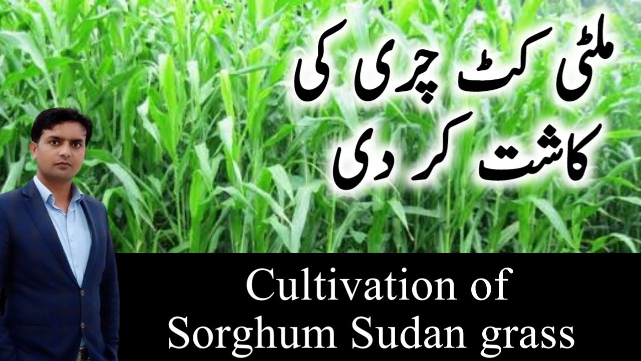 Cultivation of Sorghum Sudan grass | Cultivation of multicut summer fodder | Plant clinics