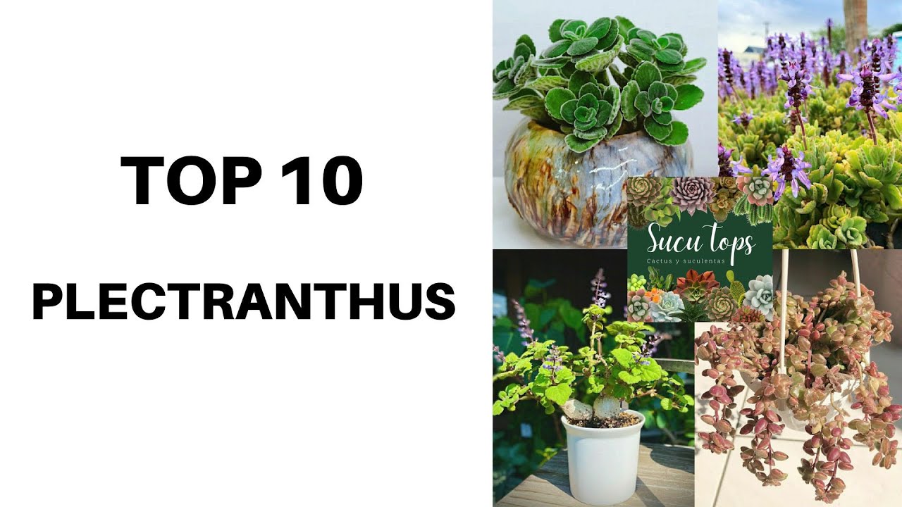 TOP 10 PLECTRANTHUS