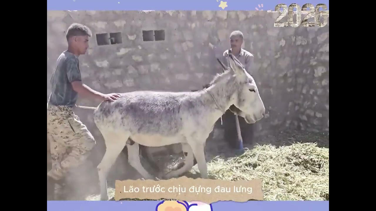 Lão tiền tận dụng mái nhà làm thức ăn cho gia súc