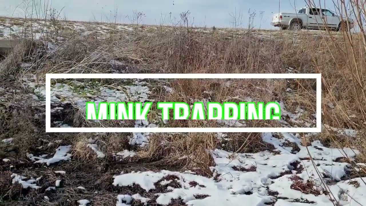 Mink trapping Location with catch