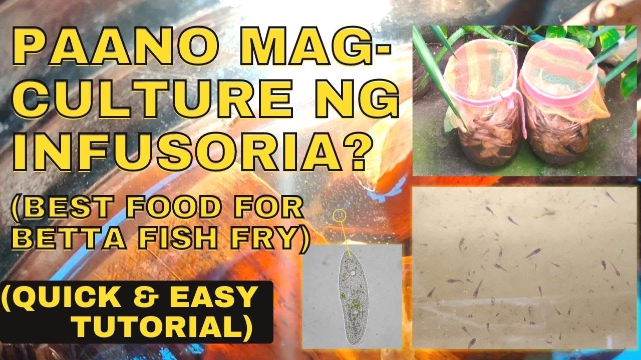 PAANO MAG-CULTURE NG INFUSORIA? (BEST FOOD FOR BETTA FISH FRY) │QUICK & EASY TUTORIAL│VLOG