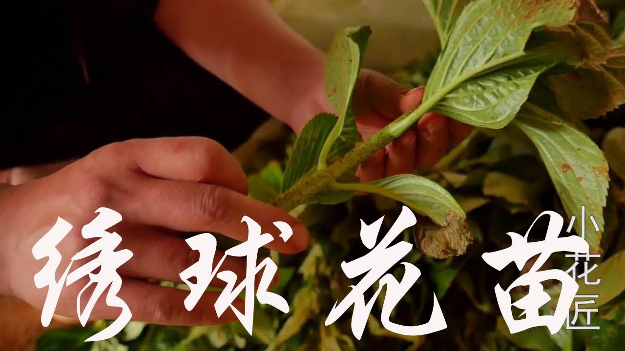 【小花匠】大棚生產繡球苗20000棵，這樣扦插生根快，成活率在95%以上